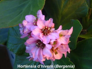 Hortènsia d’hivern (Bergenia) 
 
