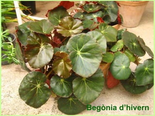 Begònia d’hivern 
 