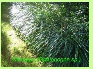 Ofipagon (Ophiopogon sp.) 
 