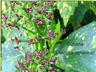 Cubana 
(Aucuba japonica) 
 