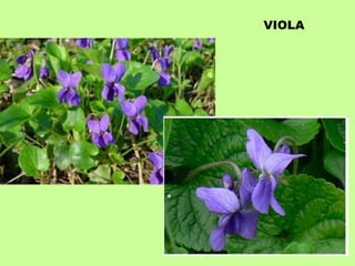 VIOLA 
 