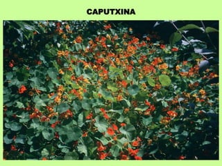 CAPUTXINA 
 