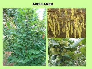 AVELLANER 
 