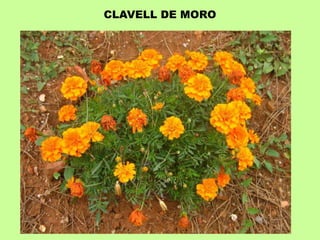 CLAVELL DE MORO 
 