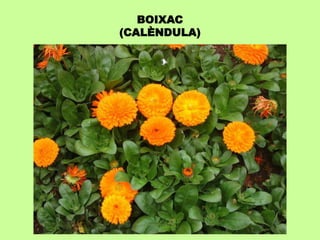 BOIXAC 
(CALÈNDULA) 
 