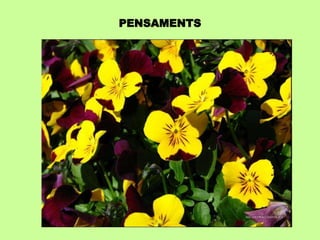 PENSAMENTS 
 