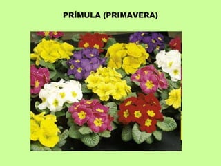 PRÍMULA (PRIMAVERA) 
 