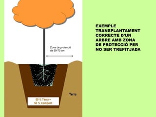 EXEMPLE 
TRANSPLANTAMENT 
CORRECTE D’UN 
ARBRE AMB ZONA 
DE PROTECCIÓ PER 
NO SER TREPITJADA 
Zona de protecció 
de 50-70 cm 
 