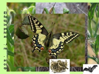 LA FAUNA 
El jardí actua com a 
focus d’atracció de tot 
tipus d’animals (ocells, 
insectes, rèptils, cucs, 
petits mamífers...) perquè 
hi troben les condicions 
adequades per viure-hi 
- Afavorim l’establiment de 
relacions tròfiques 
- Respectem tots els 
animals i només actuar 
contra aquells que sabem 
que són perjudicials 
 