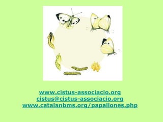 www.cistus-associacio.org 
cistus@cistus-associacio.org 
www.catalanbms.org/papallones.php 
 