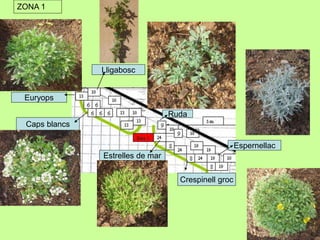 ZONA 1 
Lligabosc 
Euryops 
Caps blancs 
Ruda 
Estrelles de mar 
Crespinell groc 
Espernellac 
 