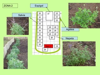 ZONA 2 
Salvia 
Agatea 
Espígol 
Nepeta 
 