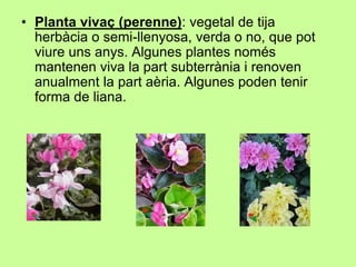 • Planta vivaç (perenne): vegetal de tija 
herbàcia o semi-llenyosa, verda o no, que pot 
viure uns anys. Algunes plantes només 
mantenen viva la part subterrània i renoven 
anualment la part aèria. Algunes poden tenir 
forma de liana. 
 