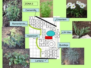 ZONA 3 
Camamilla 
Lantana 
Crisantem 
Lliri blau 
Buddleja 
Hypericum 
Rementerola 
 