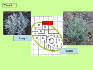 ZONA 5 
Farigola 
Espígol 
