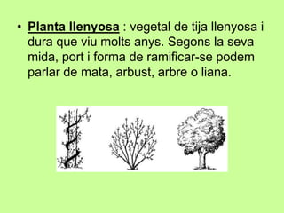 • Planta llenyosa : vegetal de tija llenyosa i 
dura que viu molts anys. Segons la seva 
mida, port i forma de ramificar-se podem 
parlar de mata, arbust, arbre o liana. 
 