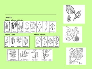 TIPUS 
Segons la forma del limbe 
Segons l’àpex Segons el marge 
 
