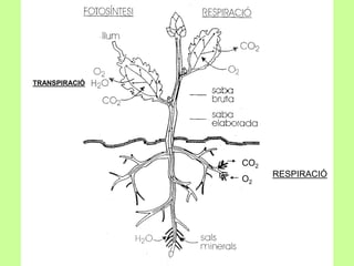 RESPIRACIÓ 
CO2 
O2 
TRANSPIRACIÓ 
 