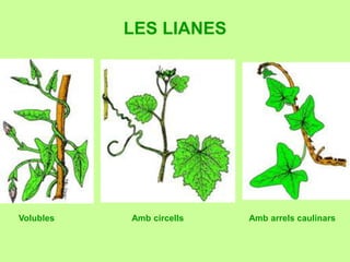LES LIANES 
Volubles Amb circells Amb arrels caulinars 
 