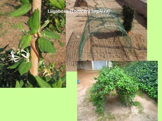 Lligabosc (Lonicera implexa) 
 