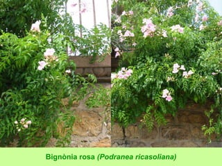 Bignònia rosa (Podranea ricasoliana) 
 