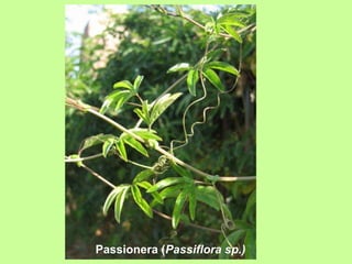 Passionera (Passiflora sp.) 
 