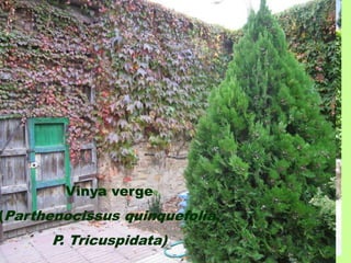 Vinya verge 
(Parthenocissus quinquefolia, 
P. Tricuspidata) 
 