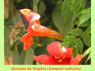 Gessamí de Virgínia (Campsis radicans) 
 