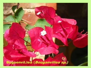 Buguenvíl.lea (Bouganvillea sp.) 
 