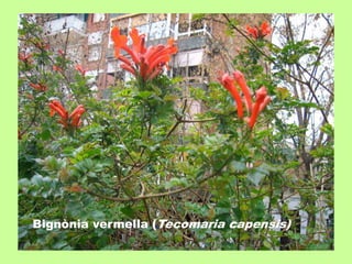 Bignònia vermella (Tecomaria capensis) 
 