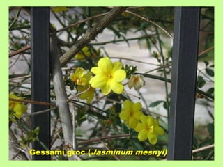 Gessamí groc (Jasminum mesnyi) 
 