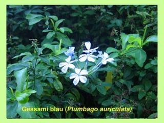 Gessamí blau (Plumbago auriculata) 
 