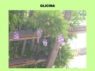 GLICINA 
 