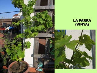 LA PARRA 
(VINYA) 
 