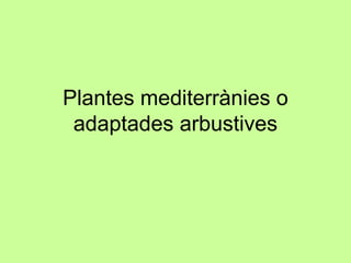 Plantes mediterrànies o 
adaptades arbustives 
 