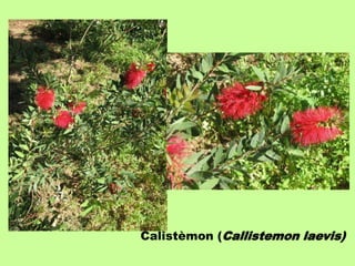 Calistèmon (Callistemon laevis) 
 