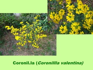 Coronil.la (Coronillla valentina) 
 