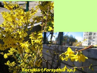 Forsítia (Forsythia sp.) 
 