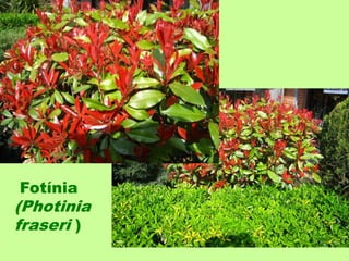 Fotínia 
(Photinia 
fraseri ) 
 