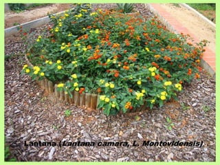 Lantana (Lantana camara, L. Montevidensis) 
 