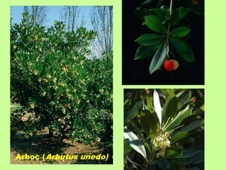 Arboç (Arbutus unedo) 
 