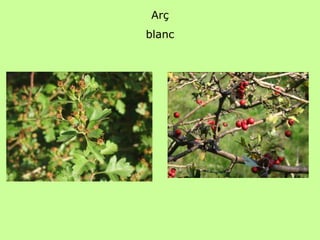 Arç 
blanc 
 
