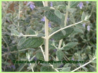 Teucrium (Teucrium fruticans) 
 
