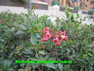 Escalònia (Escallonia rubra) 
 