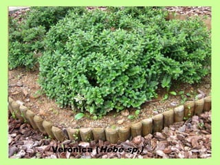 Verònica (Hebe sp.) 
 
