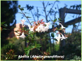 Abèlia (Abelia grandiflora) 
 
