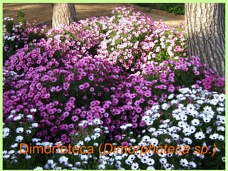 Dimorfoteca (Dimorphoteca sp.) 
 