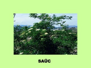 SAÜC 
 