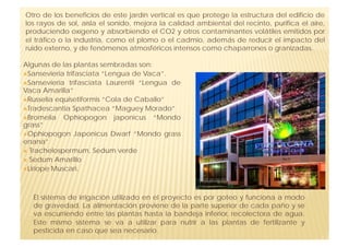 Otro de los beneficios de este jardín vertical es que protege la estructura del edificio de
los rayos de sol, aísla el sonido, mejora la calidad ambiental del recinto, purifica el aire,
produciendo oxígeno y absorbiendo el CO2 y otros contaminantes volátiles emitidos por
el tráfico o la industria, como el plomo o el cadmio, además de reducir el impacto del
ruido externo, y de fenómenos atmosféricos intensos como chaparrones o granizadas.

Algunas de las plantas sembradas son:
 Sansevieria trifasciata “Lengua de Vaca”.
 Sansevieria trifasciata Laurentii “Lengua de
Vaca Amarilla”
 Russelia equisetiformis “Cola de Caballo”
 Tradescantia Spathacea “Maguey Morado”
 Bromelia Ophiopogon japonicus “Mondo
grass”
 Ophiopogon Japonicus Dwarf “Mondo grass
enana”
  Trachelospermum, Sedum verde
  Sedum Amarillo
 Liriope Muscari.




  El sistema de irrigación utilizado en el proyecto es por goteo y funciona a modo
  de gravedad. La alimentación proviene de la parte superior de cada paño y se
  va escurriendo entre las plantas hasta la bandeja inferior, recolectora de agua.
  Este mismo sistema se va a utilizar para nutrir a las plantas de fertilizante y
  pesticida en caso que sea necesario.
 
