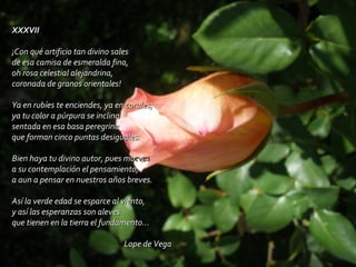 XXXVII ¡Con qué artificio tan divino sales de esa camisa de esmeralda fina, oh rosa celestial alejandrina, coronada de granos orientales! Ya en rubíes te enciendes, ya en corales, ya tu color a púrpura se inclina sentada en esa basa peregrina que forman cinco puntas desiguales. Bien haya tu divino autor, pues mu eves a su contemplación el pensamiento, a aun a pensar en nuestros años breves. Así la verde edad se esparce al viento, y así las esperanzas son aleves que tienen en la tierra el fundamento...  Lope de Vega 